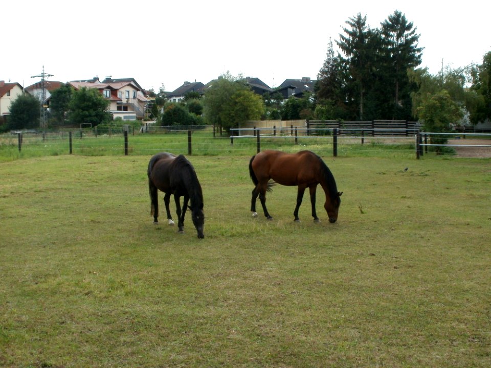 20110715Reilingen12