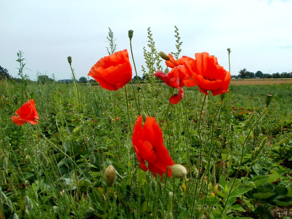 20110715Reilingen03