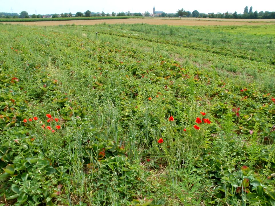 20110715Reilingen05