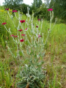 20110710Lychnis_coronaria3