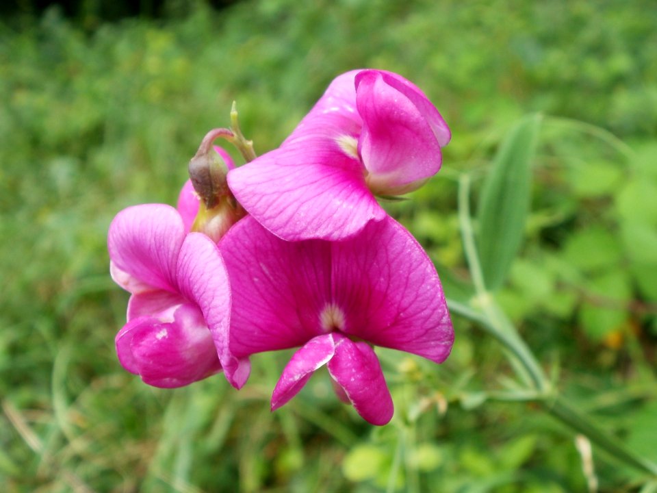20110710Lathyrus_latifolius