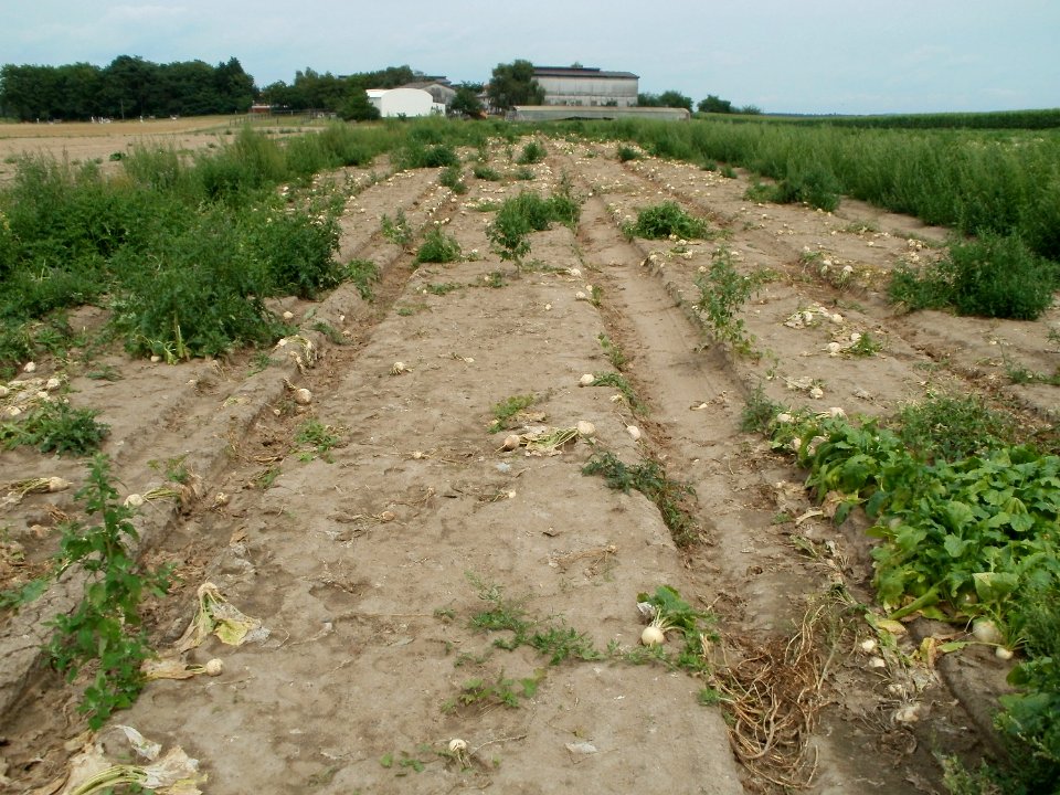 20110715Reilingen07