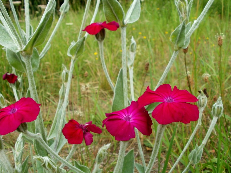 20110710Lychnis_coronaria2