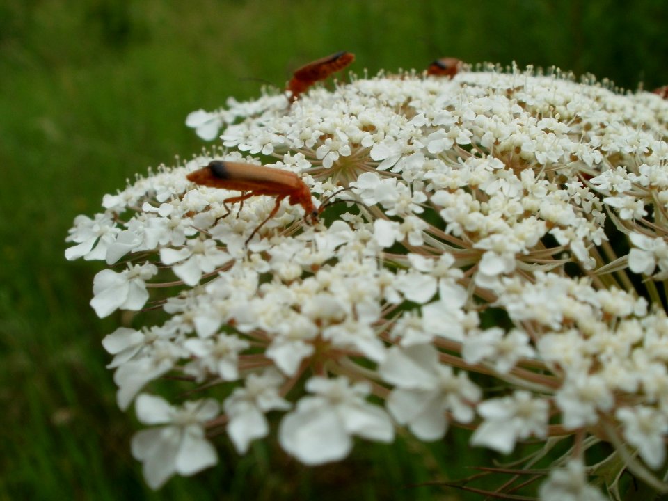 20110710Rhagonycha_fulva05