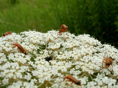 20110710Rhagonycha_fulva04