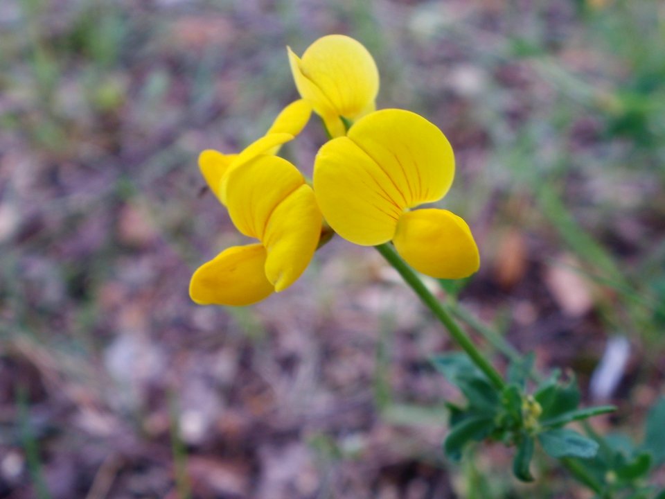 20110710Lotus_corniculatus08