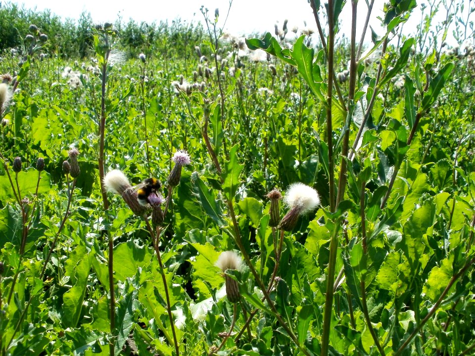 20110716Bach_Leopoldswiesen09