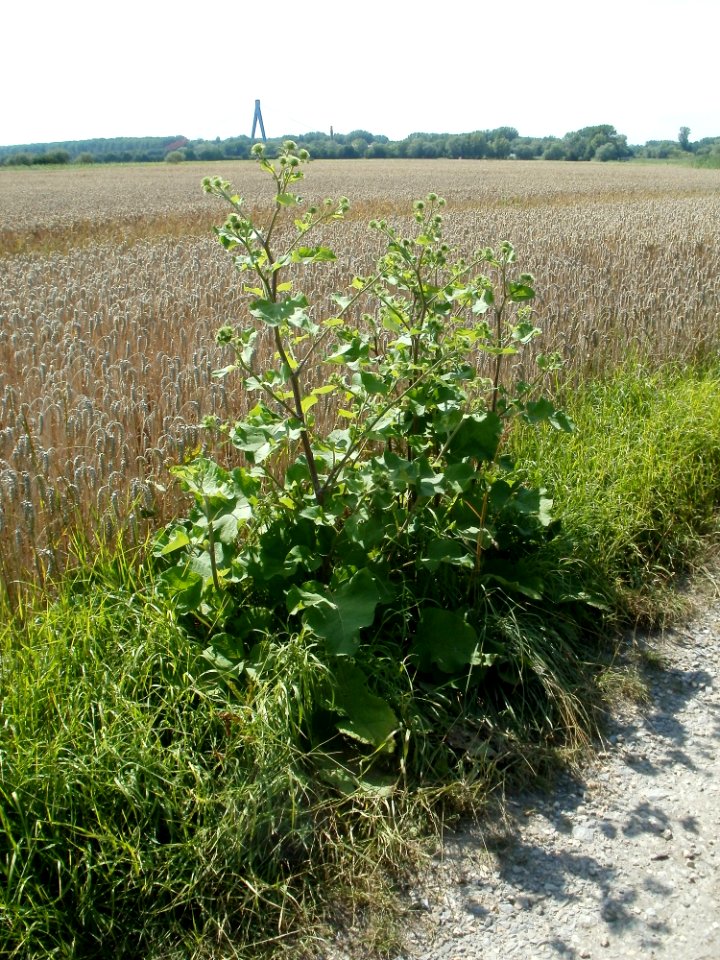 20110716Arctium_lappa4