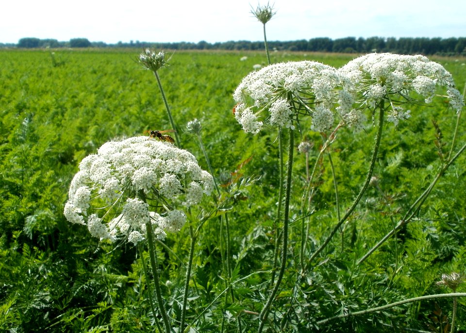 20110716Daucus_carota