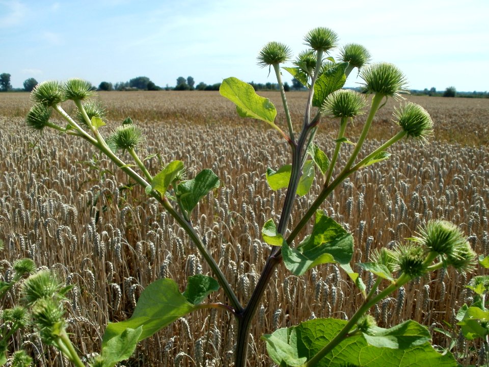 20110716Arctium_lappa5