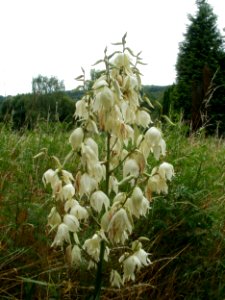 20110710Yucca_gloriosa2