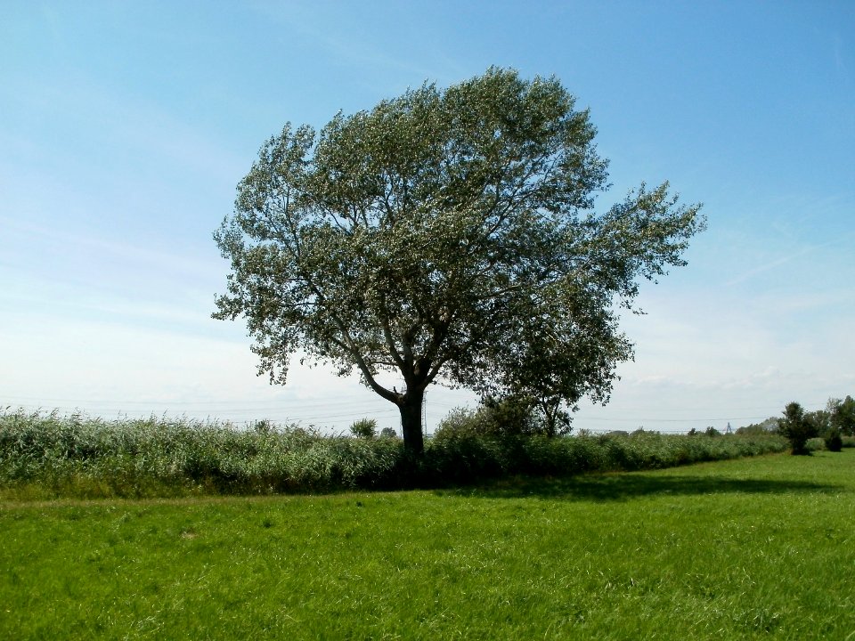 20110716Bach_Leopoldswiesen01