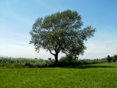 20110716Bach_Leopoldswiesen01