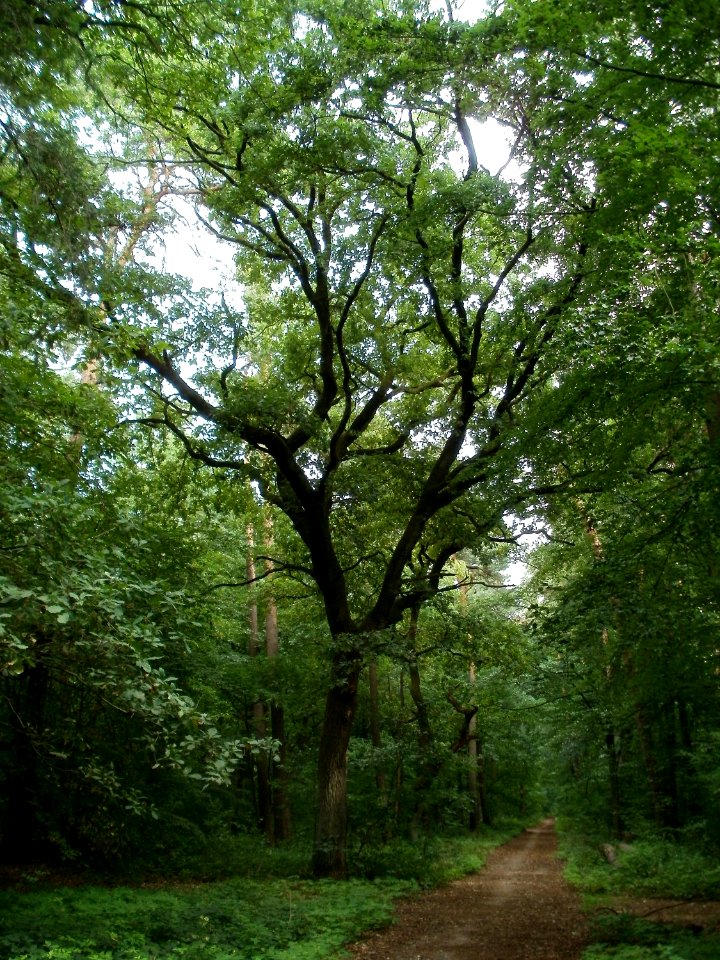 20110715Schwetzinger_Hart2
