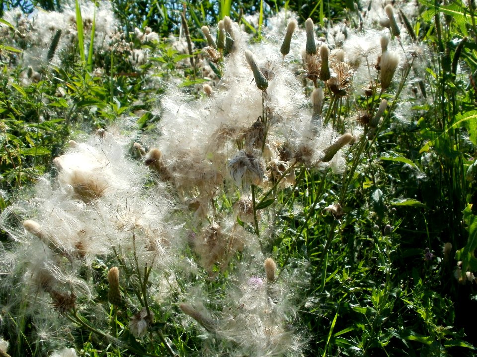 20110716Bach_Leopoldswiesen07