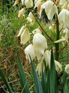 20110710Yucca_gloriosa1