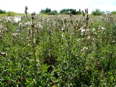 20110714Bach_Leopoldswiesen31