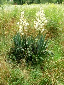20110710Yucca_gloriosa3