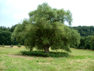 20110706Almet08