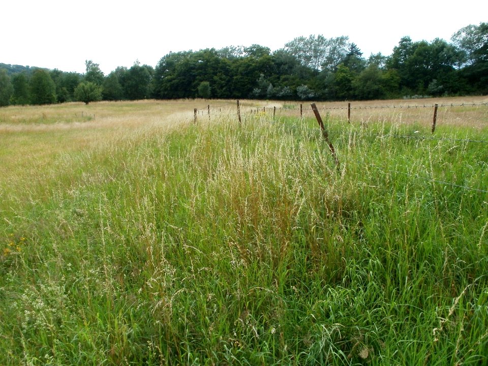 20110706Almet19