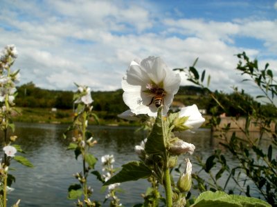 20110709Alcea_rosea