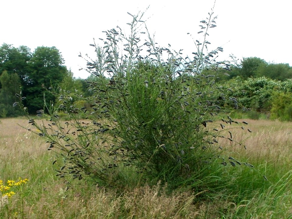 20110706Almet21_(cropped)