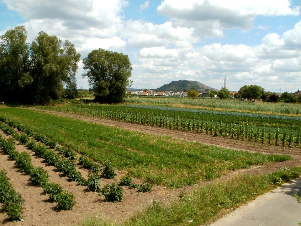 20110709Feld_Saarlouis1