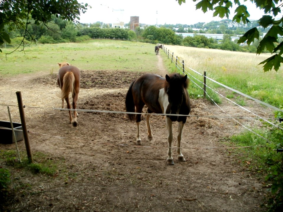 20110706Almet14
