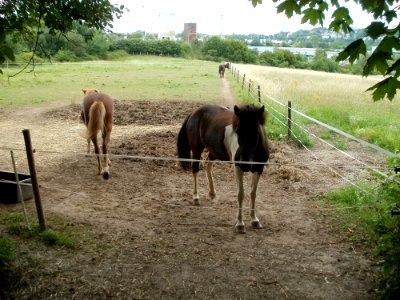 20110706Almet14