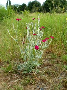 20110710Lychnis_coronaria1