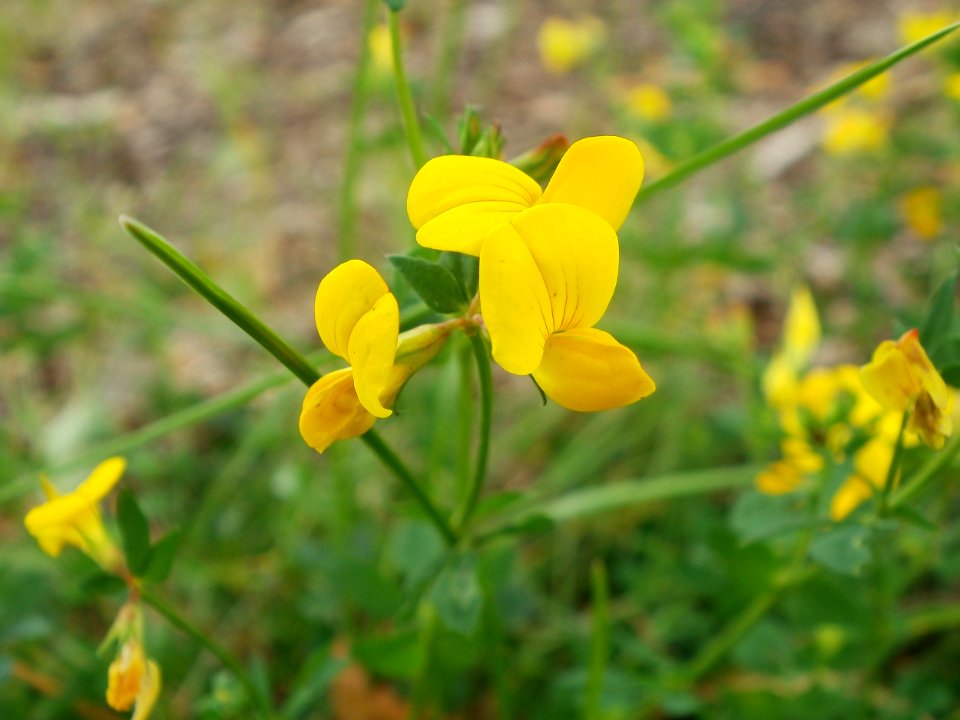 20110710Lotus_corniculatus07