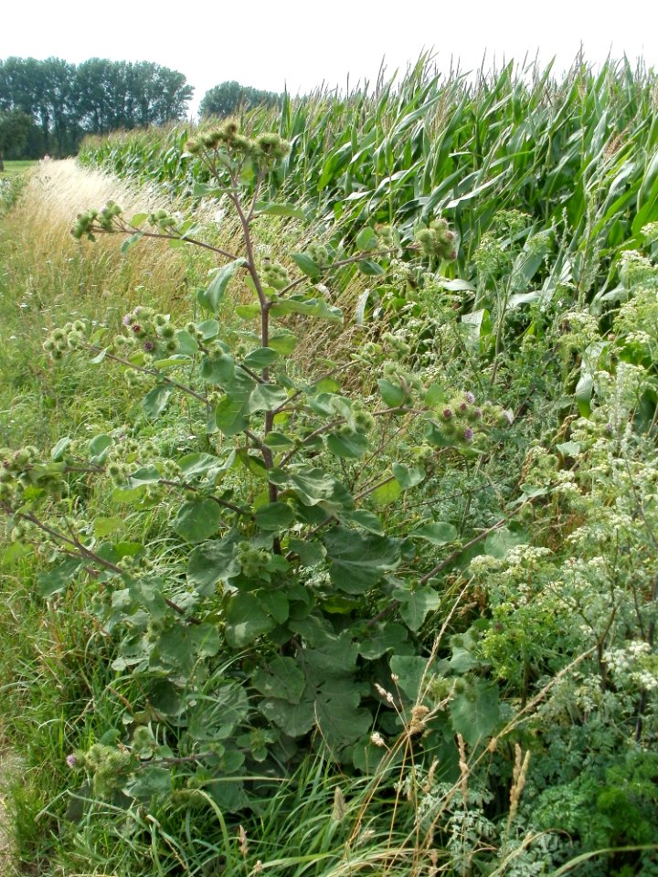 20110715Reilingen24