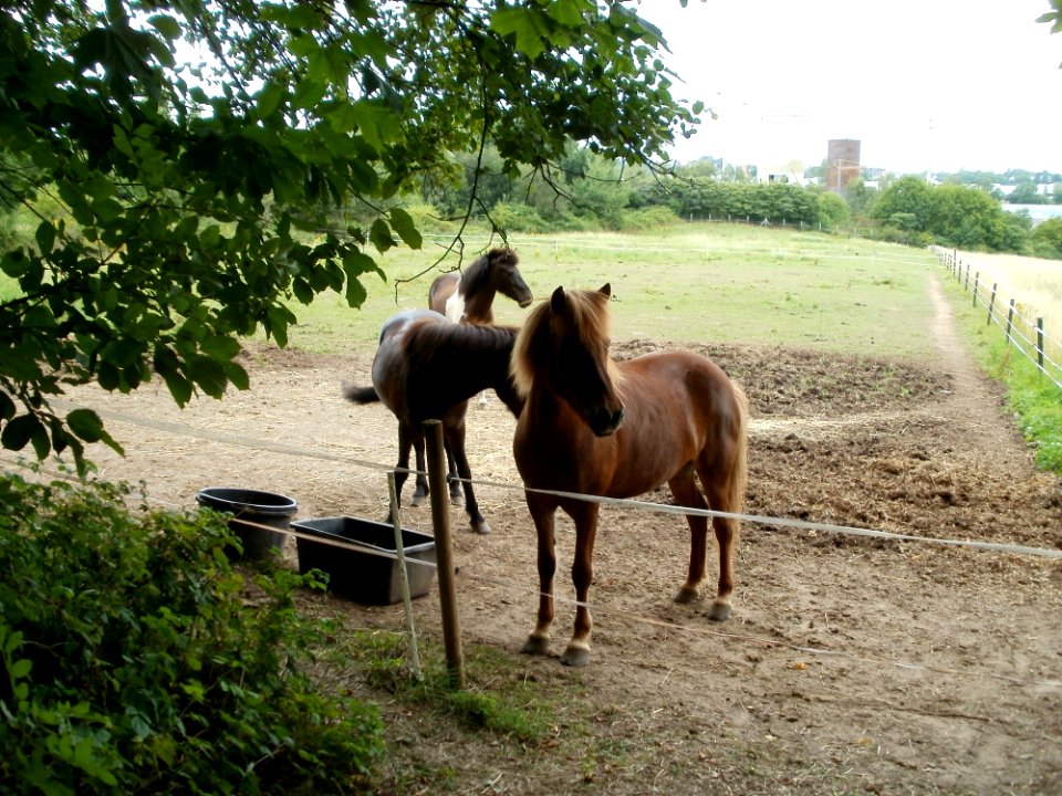 20110706Almet13