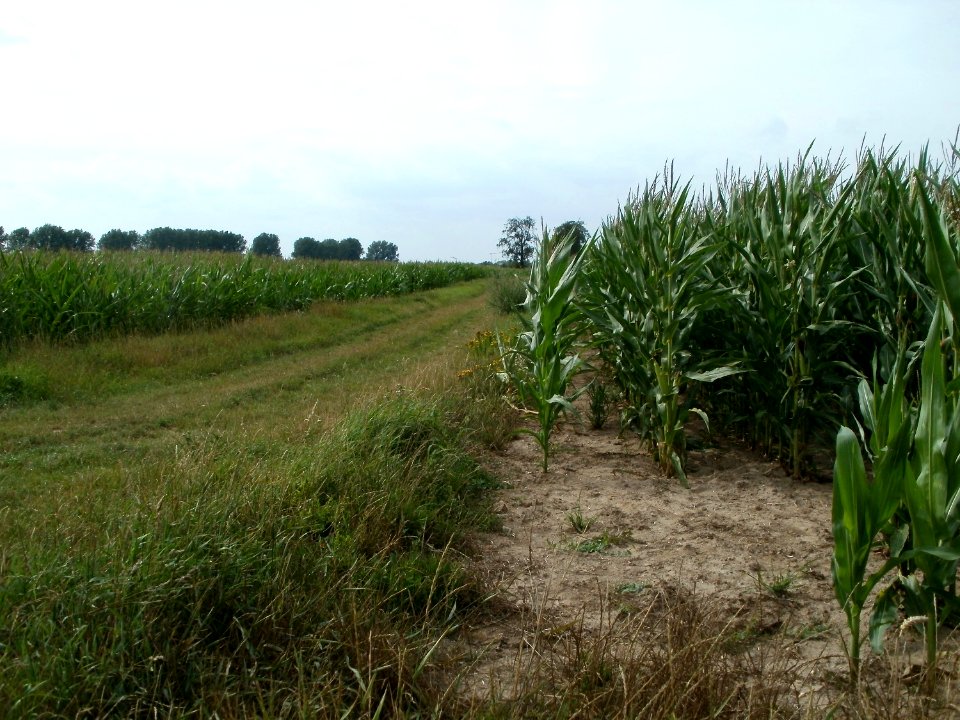 20110715Reilingen21