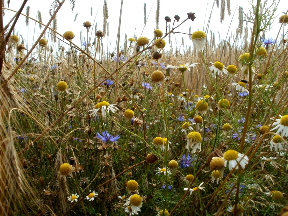 20110715Reilingen20