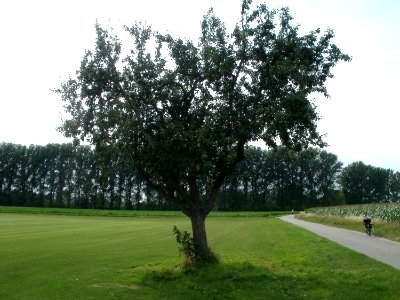 20110715Reilingen25