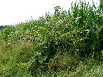 20110715Reilingen22