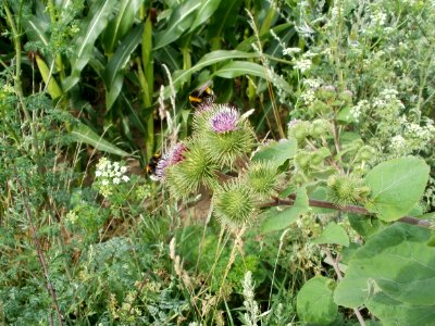 20110715Reilingen23