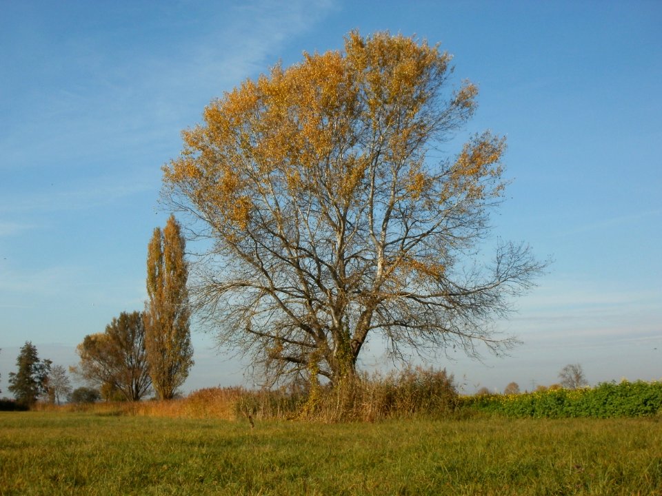 20111028Leopolds_Bachwiesen2