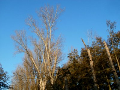 20111121Marlach01