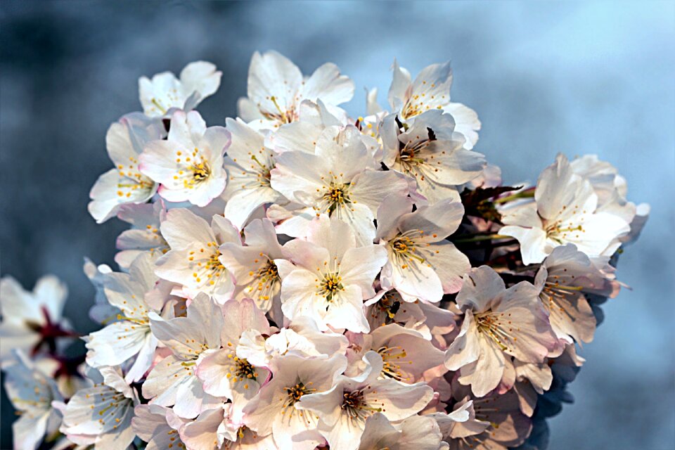 Blossom bloom white