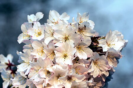 Blossom bloom white