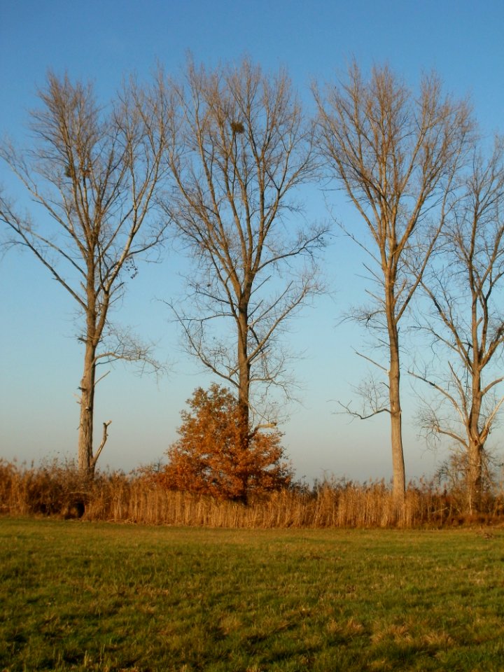 20111121Silz02
