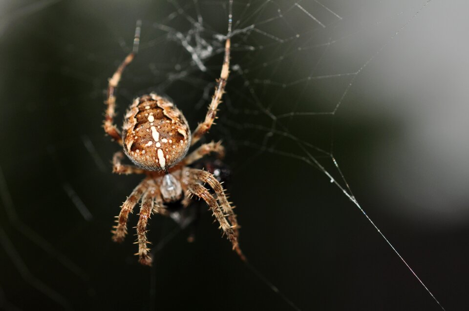 Cross wildlife cobweb