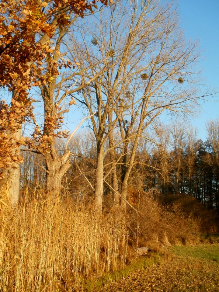 20111121Silz04