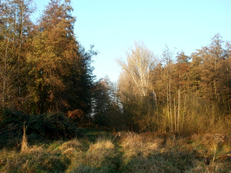 20111121Marlach02