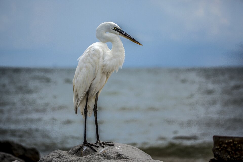 Beach wildlife gulf of mexico