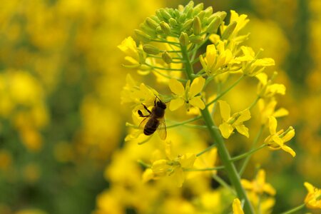 Plant rape bee photo