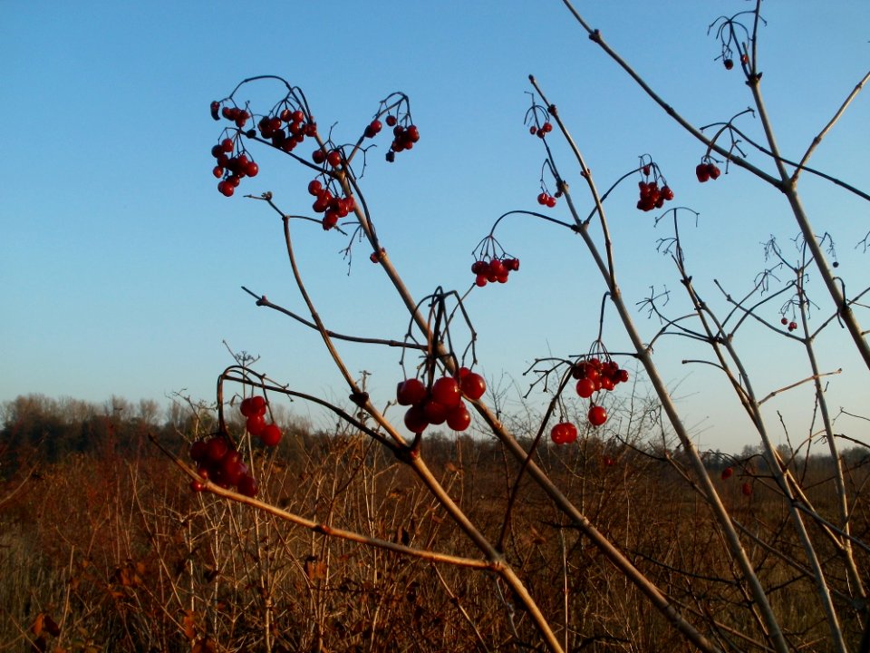 20111121Marlach15