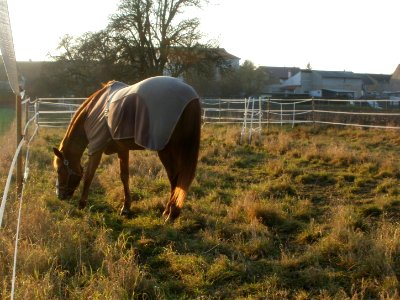 20111128Pferd_Reilingen1